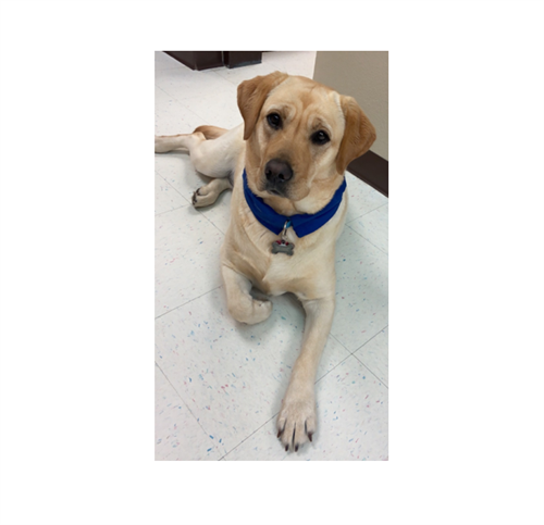 yellow labrador